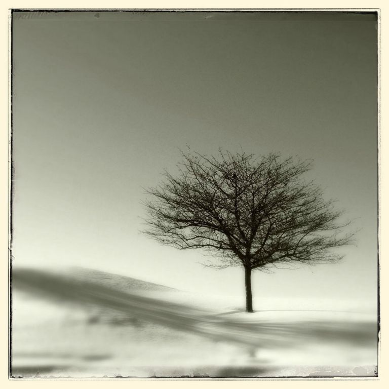 Lone TreeVicki ReedCedarburg, WI