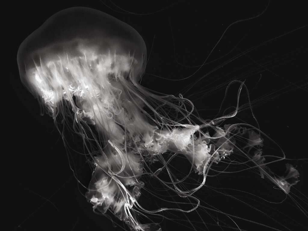 Jellyfish #16 2015iPhone 6, Snapseed, MexturesJames PerdueMonterey, CA