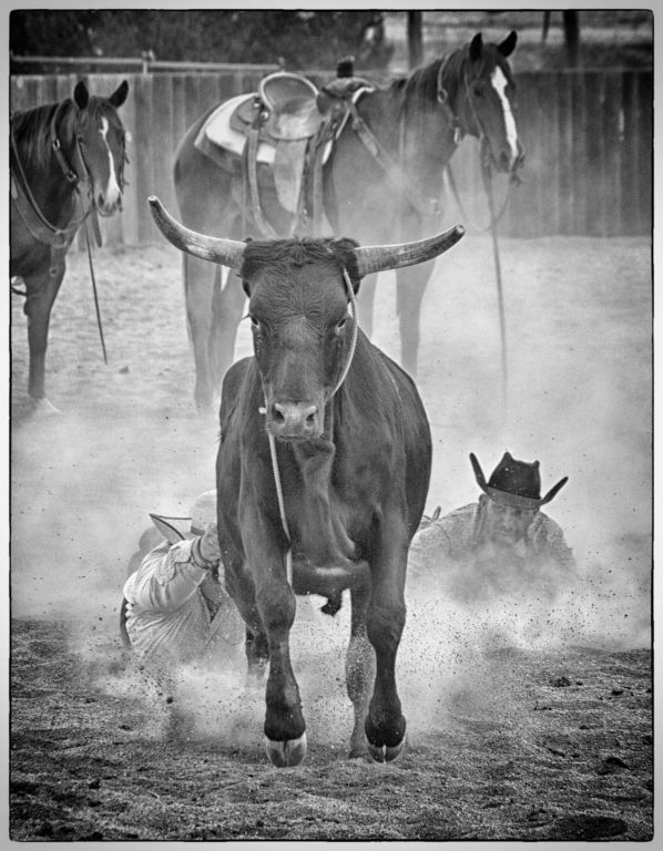 Catch that Steer!Archival Pigment PrintJennifer DaySanta Fe, NM