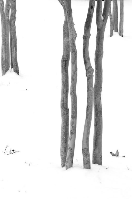 Trees in Snow #2Jan Anderson-PaxsonLufkin, TX