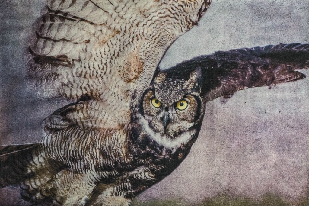 Great Horned OwlWendi SchneiderDenver, CO