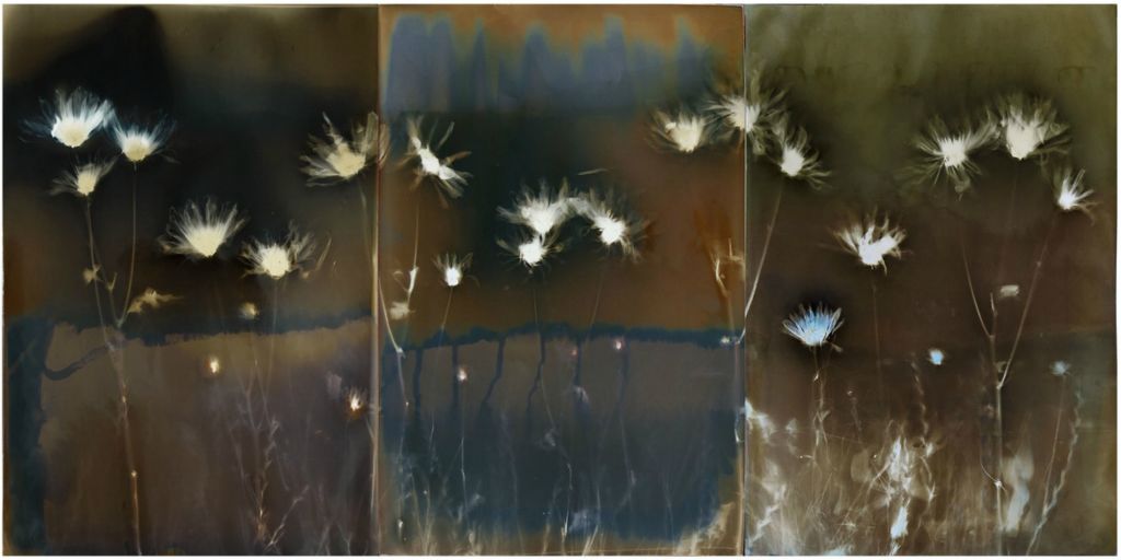 Daisies (Triptych)Lumen PrintMariana BartolomeoTucson, AZ