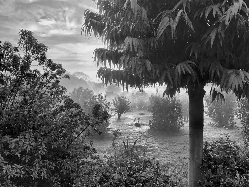 Trees, Agra, IndiaArchival Digital PrintHarvey SteinNew York, NY