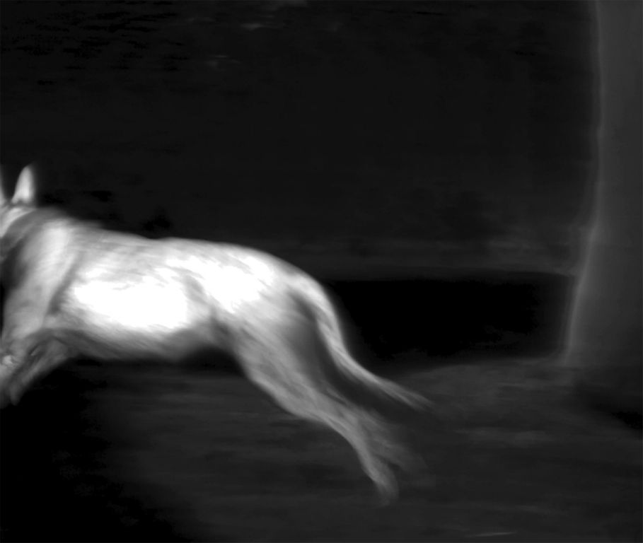 Running Ruby, from the series Creature, project Signatures of HeatArchival Digital Print (thermal photography)Linda AlterwitzLas Vegas, NV