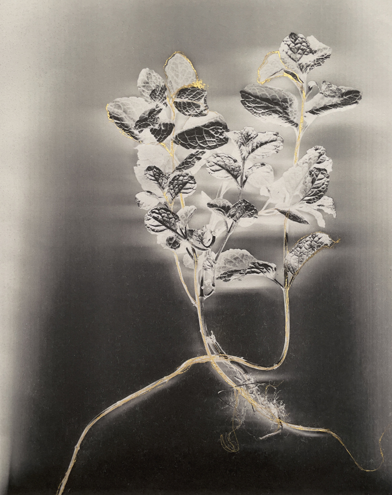 Mentha
