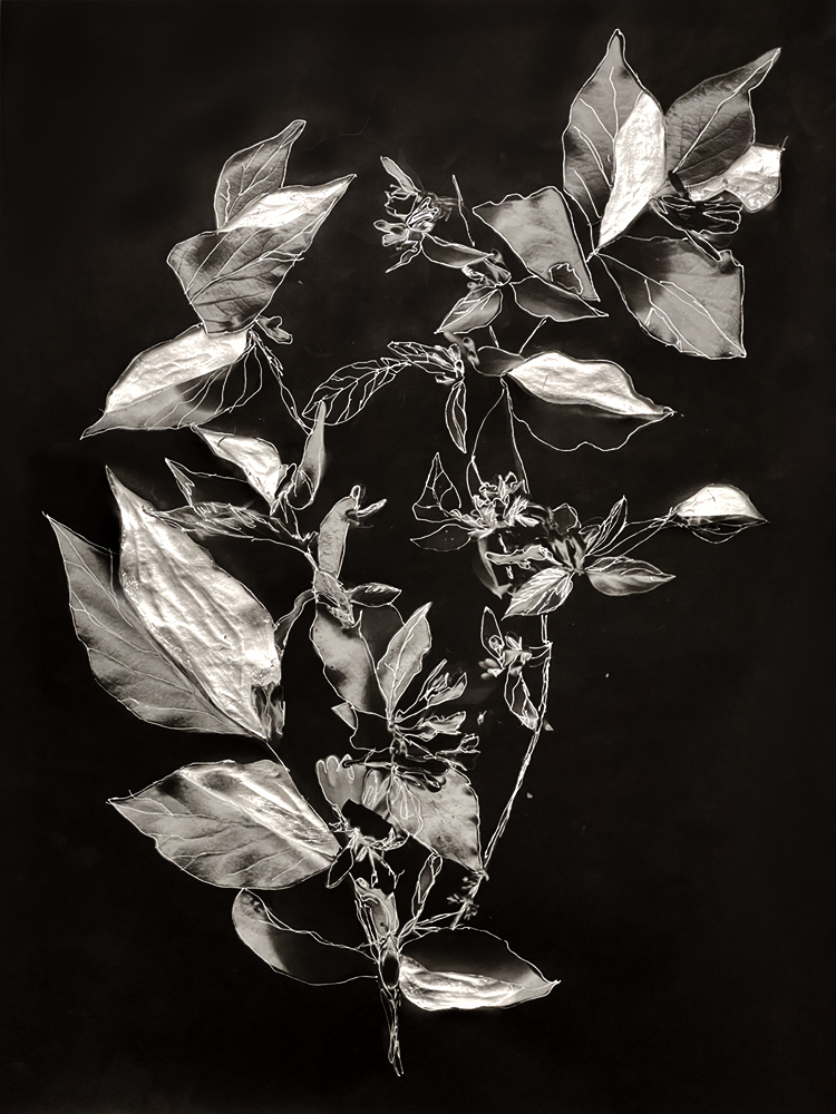 Honeysuckle II: Generosity