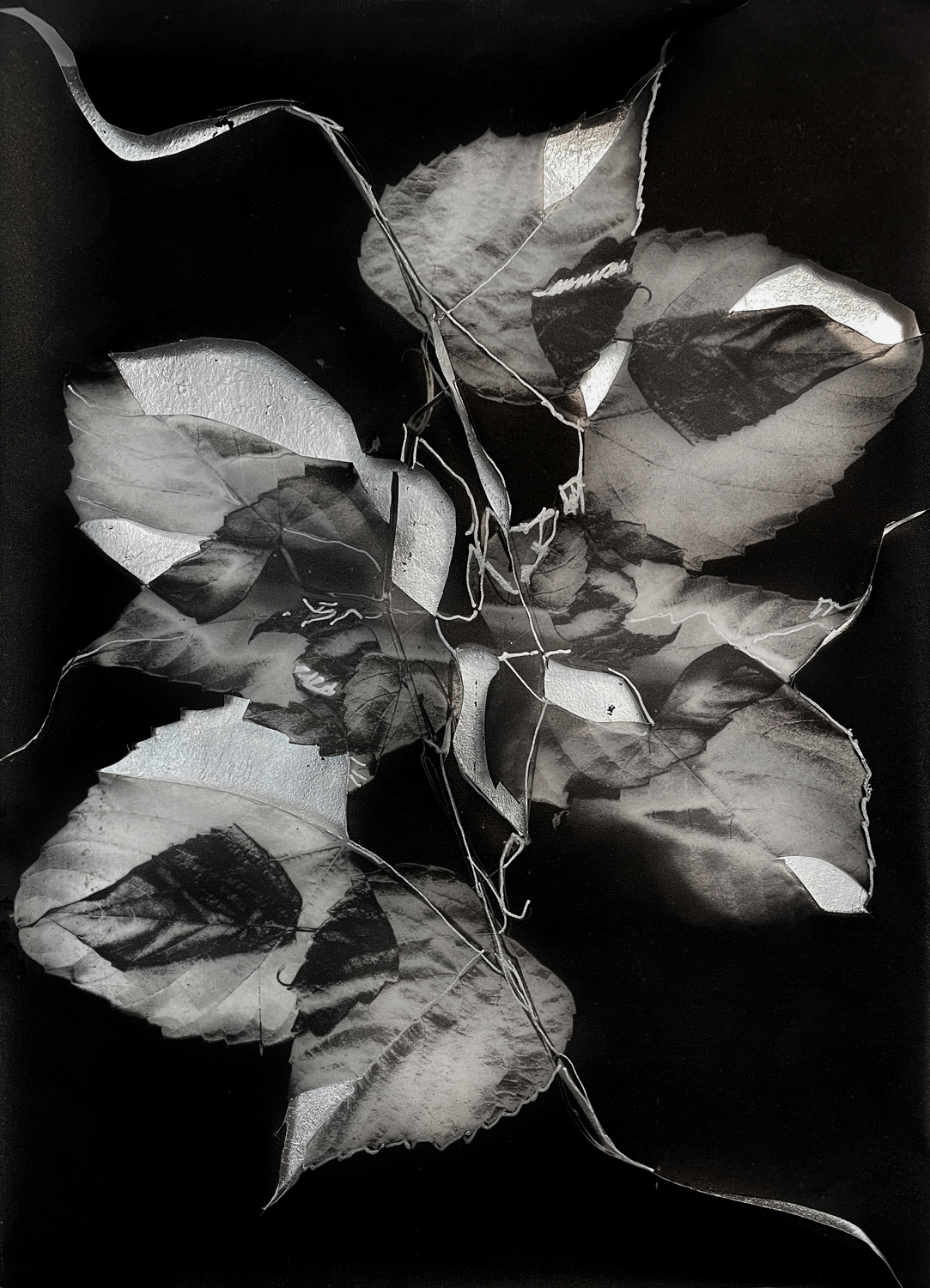 Porcelainberry: Gratitude, Kindness