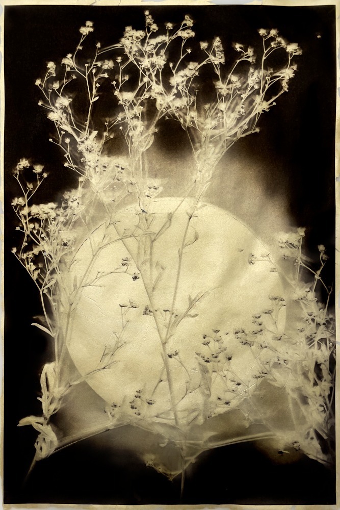 Harvest Moon - Part of the 2026 Print Program