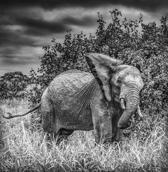 M Maxwell Encounter 2013 1