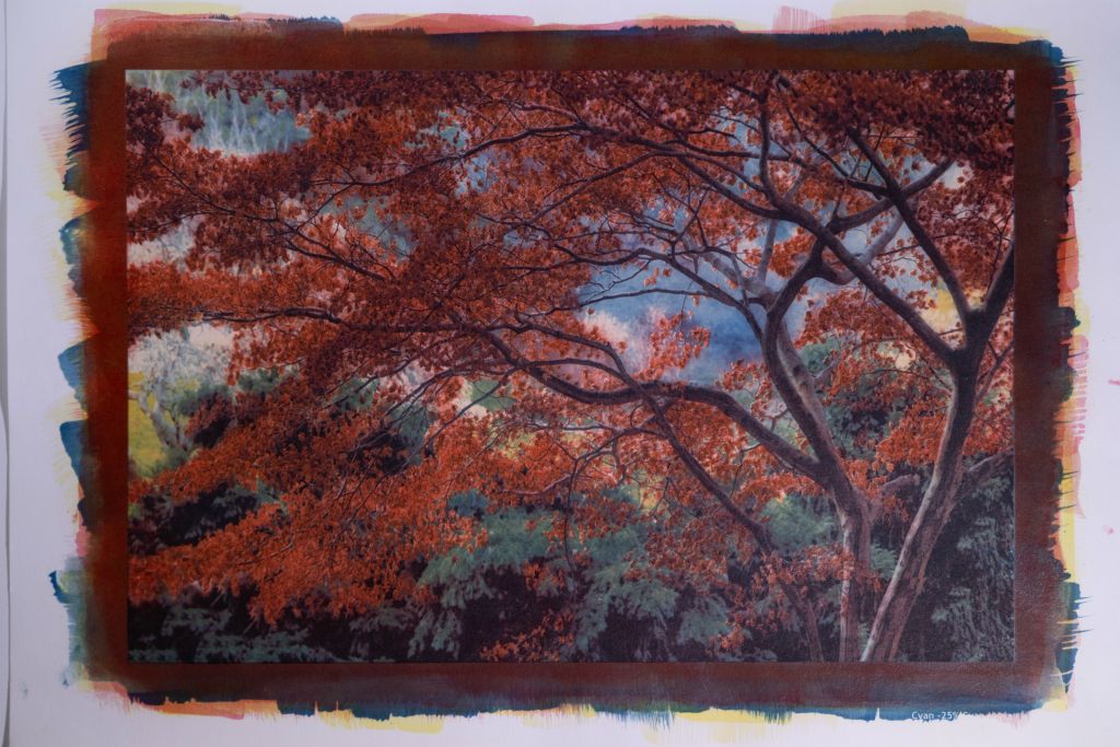 Jeff GreenNew Hyde Park, NYJapanese Maple6-Layer Gum Bichromate over Cyanotype