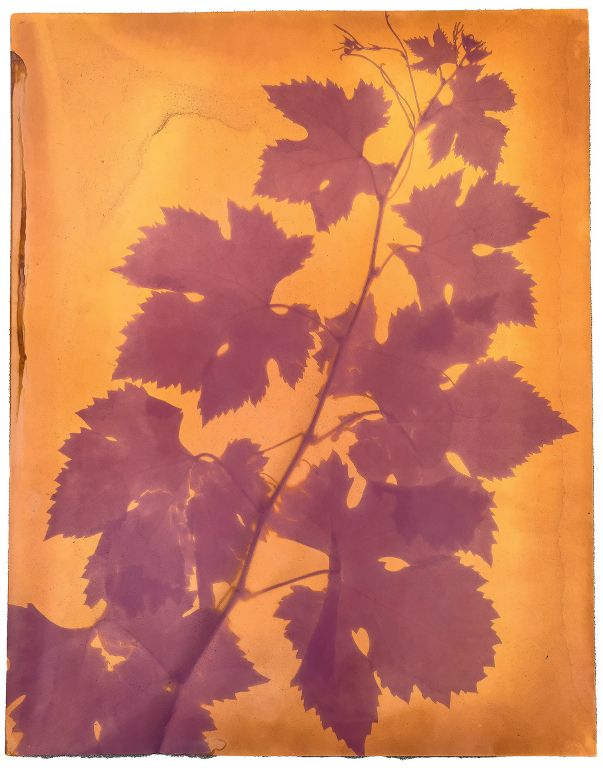 Syl ArenaPaso Robles, CACabernet SauvignonAnthotype: sunprint of cabernet wine emulsion on glossy paper