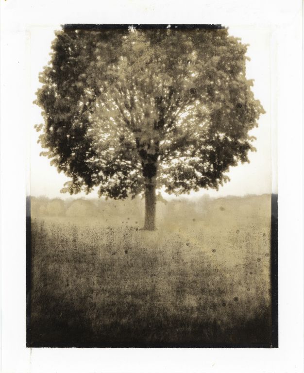 Steve WilsonRoeland Park, KSLoose Park treeToned and Etched Type 55 Polaroid Print