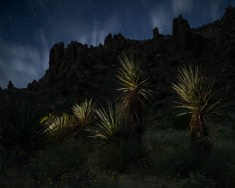 Yuccas in the Desert NightArchival Digital PrintShari HuntDallas, TX