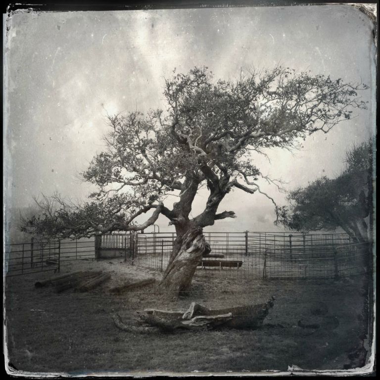 Tree in FogCarol SerurSan Marcos, TX