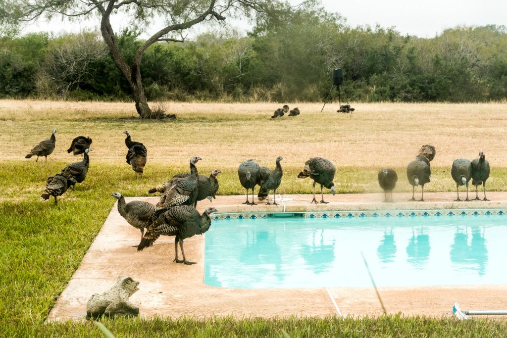 Wild Turkeys at the Swimming Pool, KingsvilleArchival Pigment PrintEd MalcikAustin, TX