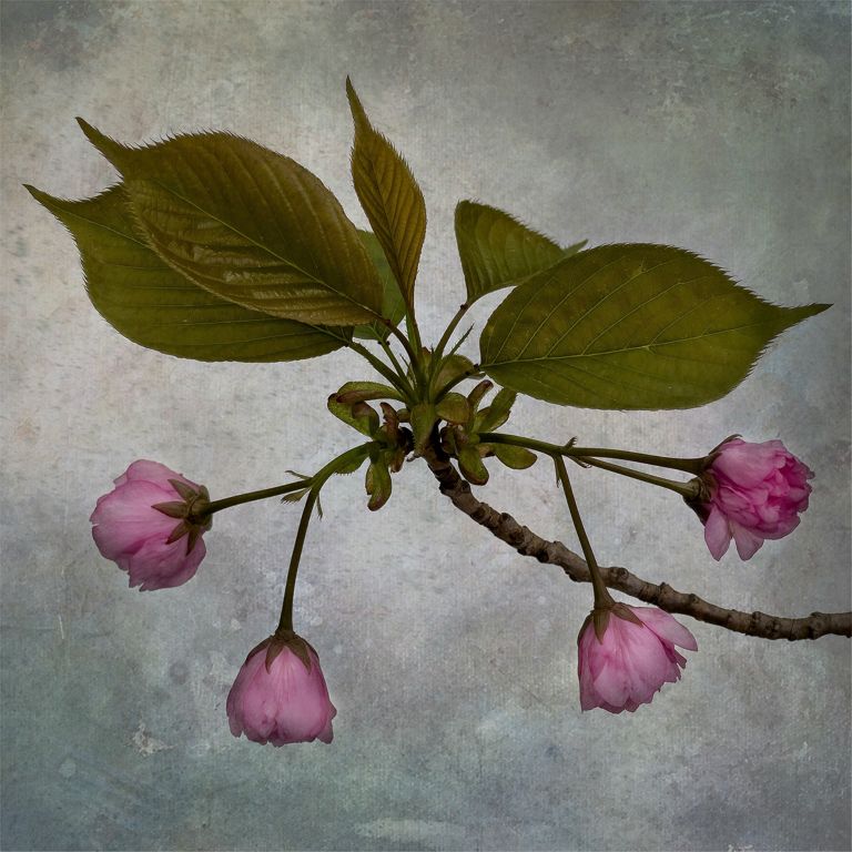 Karen KlinedinstBaltimore, MDWeeping Cherry Blossoms (Prunus pendula)Archival Pigment print on Washi Unryu Paper