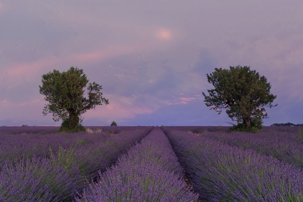 Cynthia FleuryEden Prairie, MNTwo Trees in Lavender FieldPhotography
