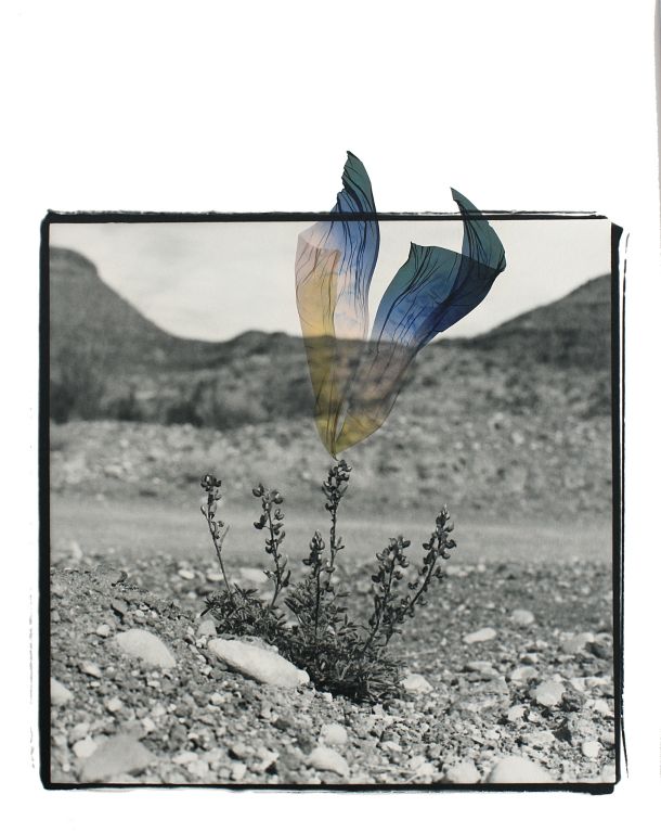 Liz PotterAlpine, TXBig Bend BluebonnetSilver Gelatin Print On Fiber Paper + Polaroid Emulsion Lift