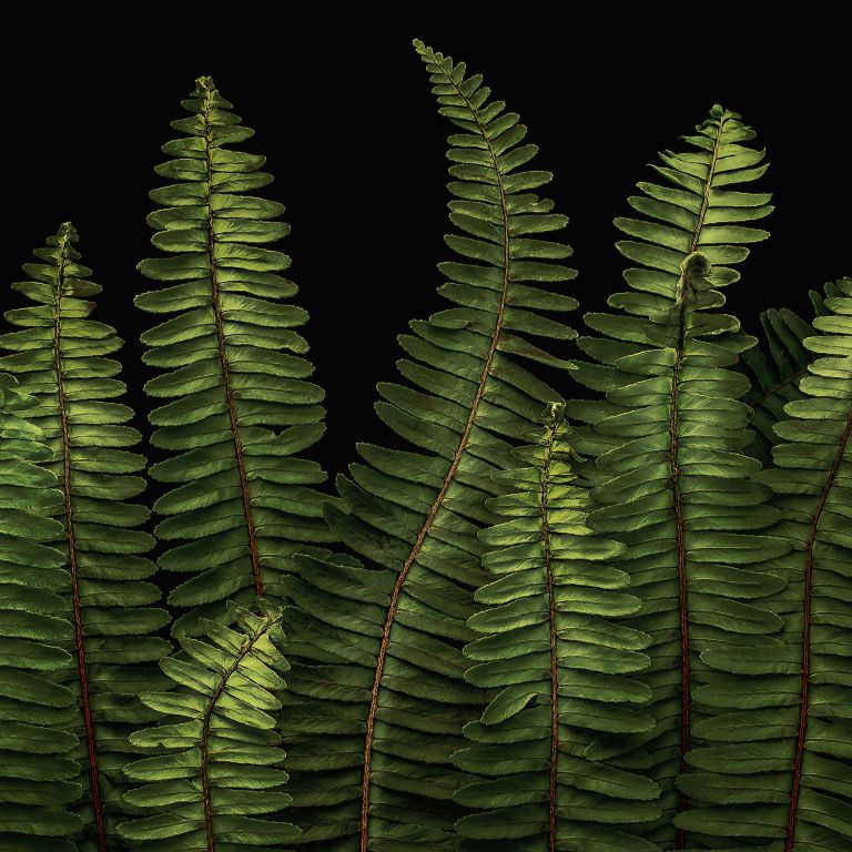 Patti GaryMontgomery, TXThe Fantastic FernsArchival Pigment Print