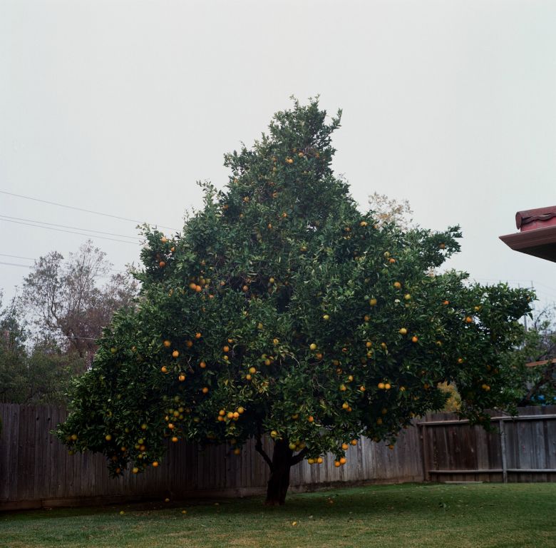 Lynse CooperSacramento, CAOrange Tree in FallMedium Format Photo