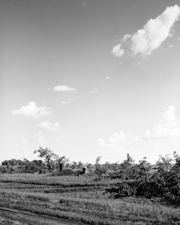 Sarah ChristiansonOakland CAFelling the cottonwoods #9, July 30, 2018Gelatin silver print