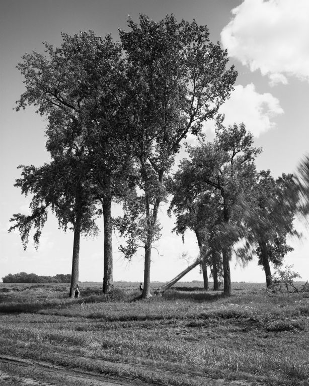 Sarah ChristiansonOakland CAFelling the cottonwoods #1, July 30, 2018Gelatin silver print