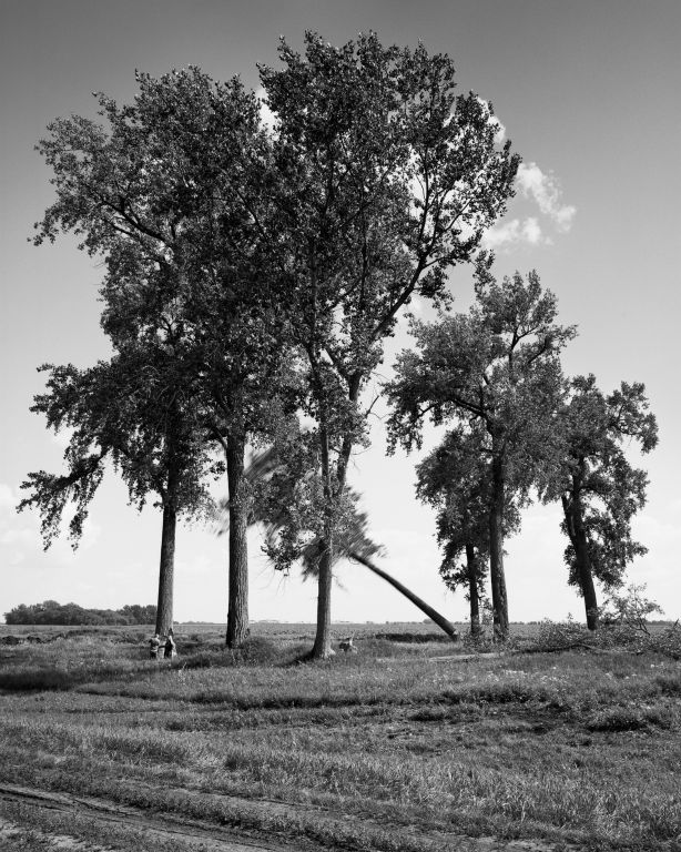 Sarah ChristiansonOakland CAFelling the cottonwoods #2, July 30, 2018Gelatin silver print