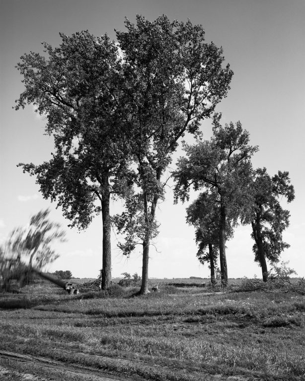 Sarah ChristiansonOakland CAFelling the cottonwoods #3, July 30, 2018Gelatin silver print