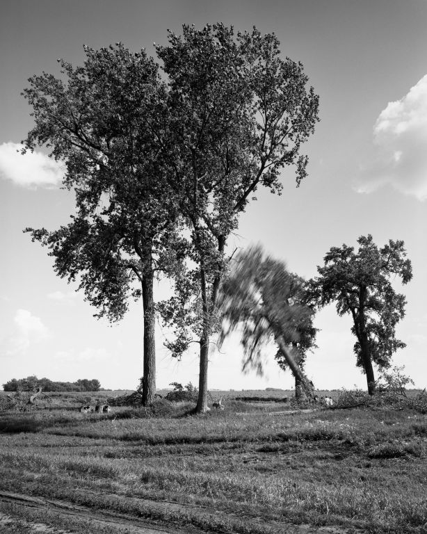 Sarah ChristiansonOakland CAFelling the cottonwoods #4, July 30, 2018Gelatin silver print