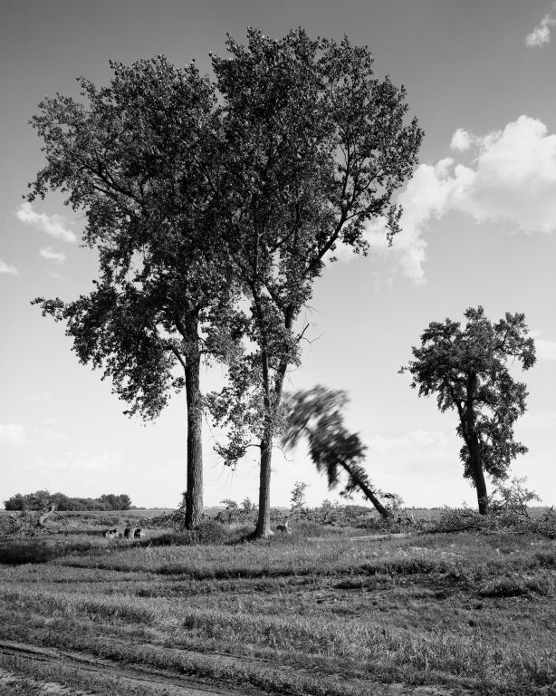 Sarah ChristiansonOakland CAFelling the cottonwoods #5, July 30, 2018Gelatin silver print