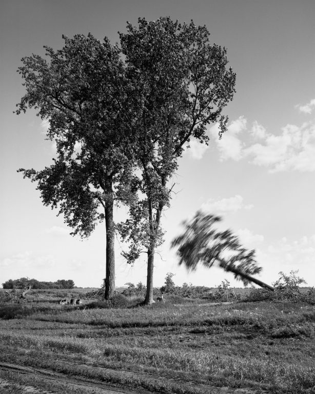 Sarah ChristiansonOakland CAFelling the cottonwoods #6, July 30, 2018Gelatin silver print