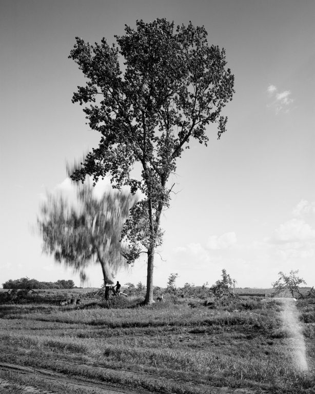 Sarah ChristiansonOakland CAFelling the cottonwoods #7, July 30, 2018Gelatin silver print