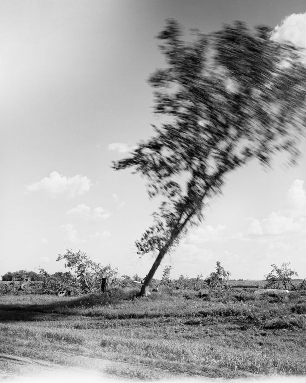 Sarah ChristiansonOakland CAFelling the cottonwoods #8, July 30, 2018Gelatin silver print