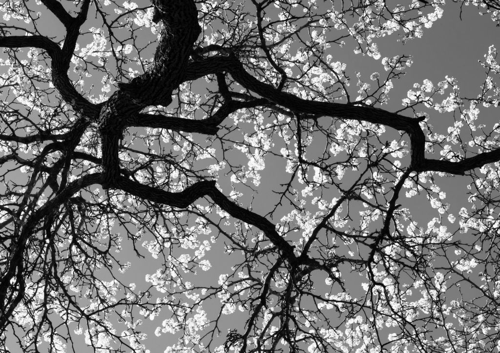Cherry Blossoms from BelowPhotographDiana BordenAustin, TX