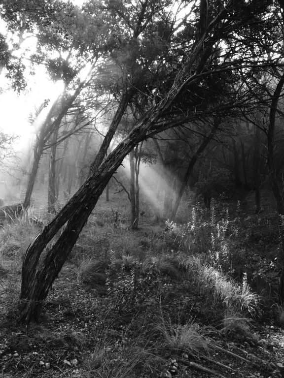 Morning Breaks Through the CedarPhotographyNancy HinesCypress, TX