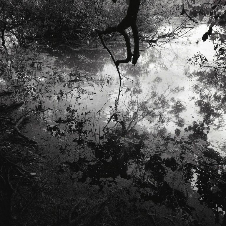 Untitled #2 (Fort Worth Nature Center, TX)Archival Digital Print, Gelatin Silver NegativeMartha PetersFort Worth, TX