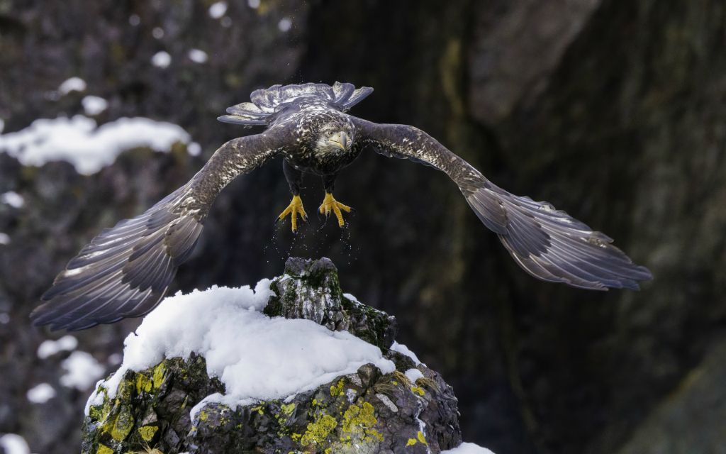 Eagle Take-OffArchival Digital PrintPatty RobertsonDripping Springs, TX